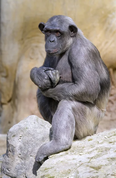 Closeup šimpanz (Pan troglodytes) — Stock fotografie