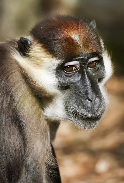 Mangabey opici, bílý s límečkem, poddruh torquatus. — Stock fotografie