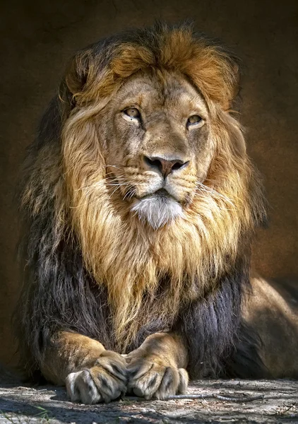 Das Löwenkönig2 — Stockfoto