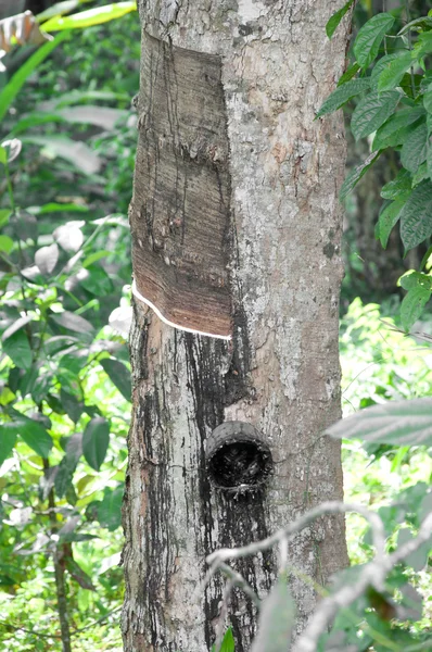 Kauçuk ağacı sütü — Stok fotoğraf