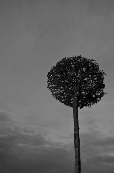 Árvore abstrata preto e branco — Fotografia de Stock