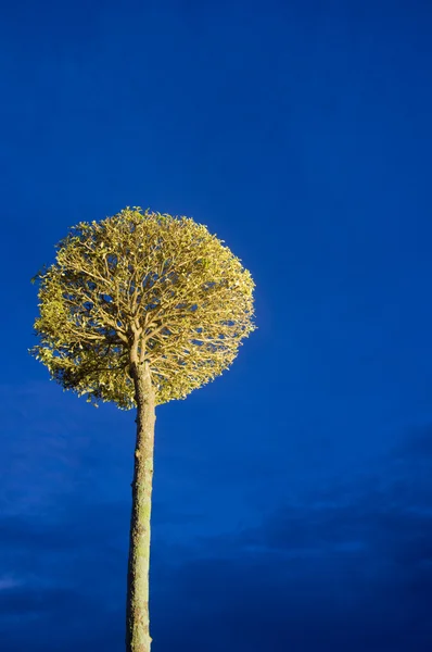 Árvore abstrata no fundo céu azul — Fotografia de Stock