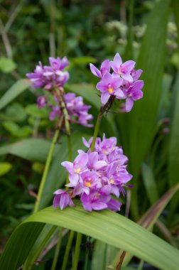 pembe spathoglottis orkide çiçek