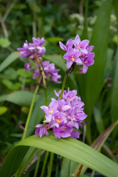 Rosa Spathoglottis Orquídea flor —  Fotos de Stock