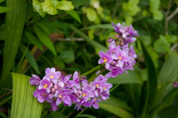 Flor rosa da orquídea da espatoglote — Fotografia de Stock