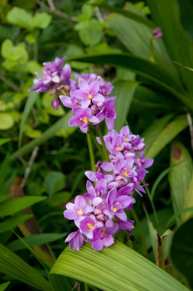 Roze spathoglottis orchid bloem — Stockfoto