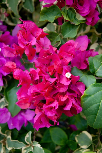 Flor de flor de papel rosa — Foto de Stock