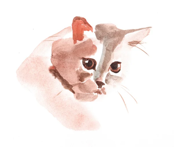 純血種の猫の水彩画 — ストック写真