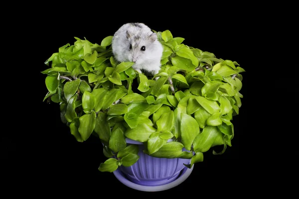 Hamster på en växt — Stockfoto