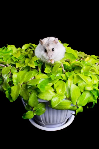 Hamster auf einer Pflanze — Stockfoto