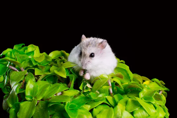 Hamster op een plant — Stockfoto