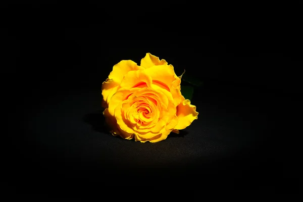 stock image Yellow Rose