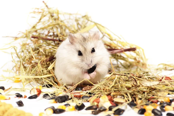 Jungar hamster em um fundo branco — Fotografia de Stock