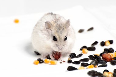 Jungar hamster on a white background clipart