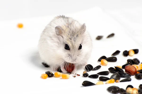 Jungar hamster på vit bakgrund — Stockfoto