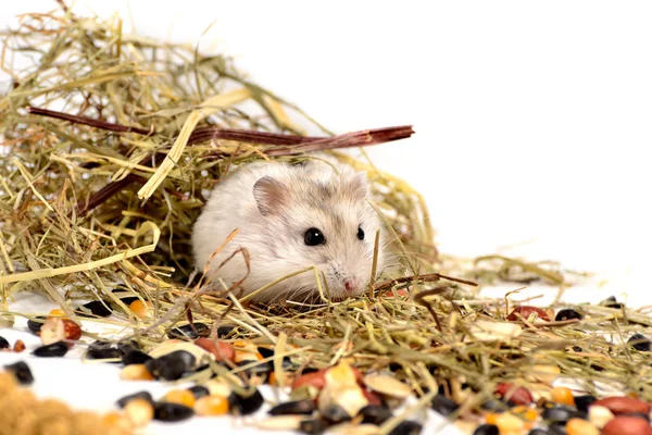 Jungar hamster em um fundo branco — Fotografia de Stock