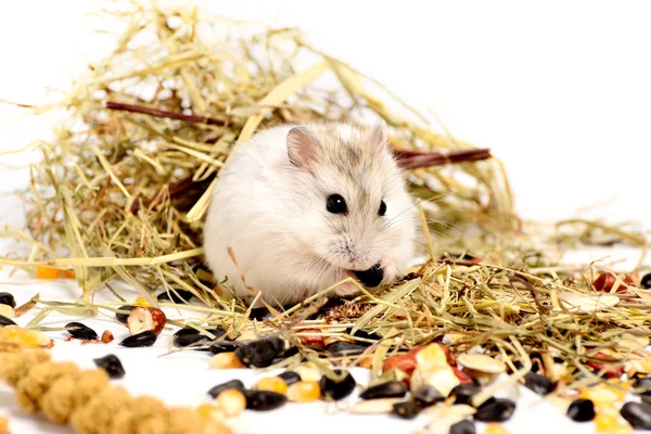 Çungar hamster beyaz zemin üzerine — Stok fotoğraf