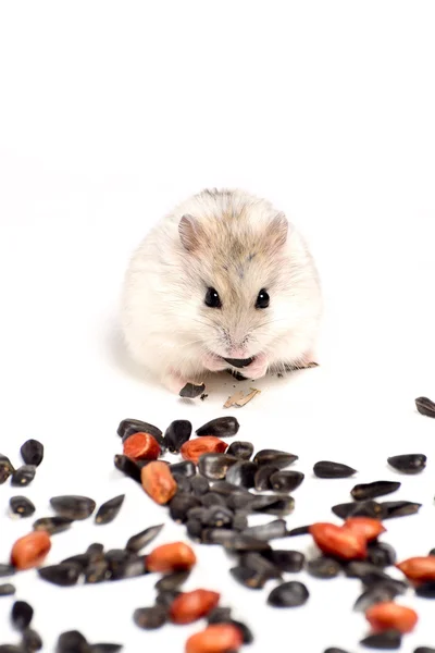 Jungar hamster op een witte achtergrond — Stockfoto