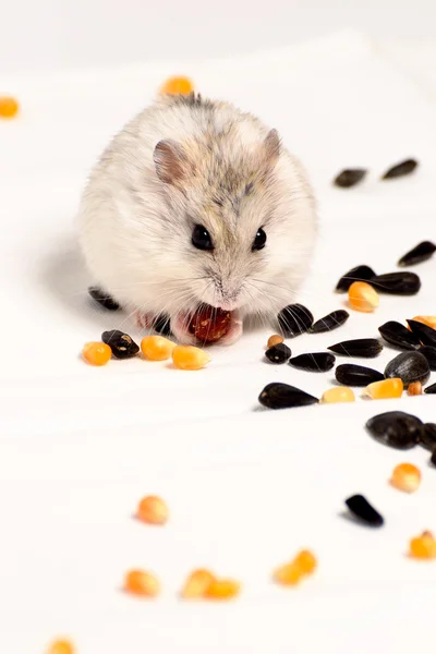 stock image Jungar hamster on a white background