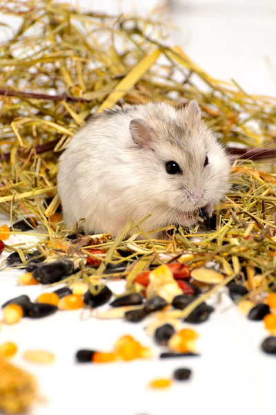 Jungar hamster på vit bakgrund — Stockfoto