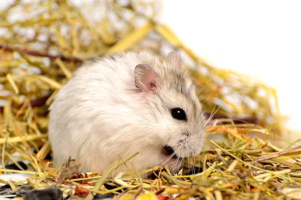 Jungar hamster em um fundo branco — Fotografia de Stock