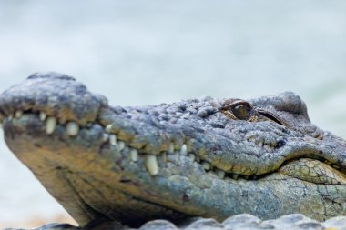 Nil timsahı, crocodylus niloticus