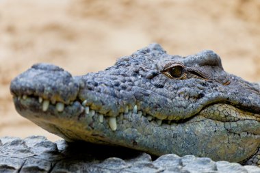 Nil timsahı, crocodylus niloticus