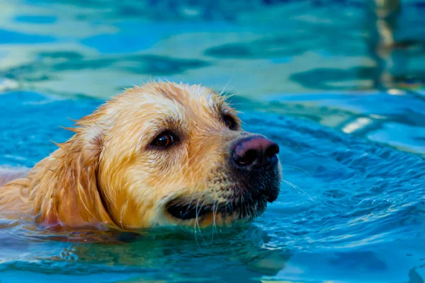 Golden Retriever nadando — Foto de Stock