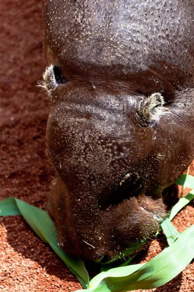 Hippopotamus pigmy, papracidon libersis — стоковое фото