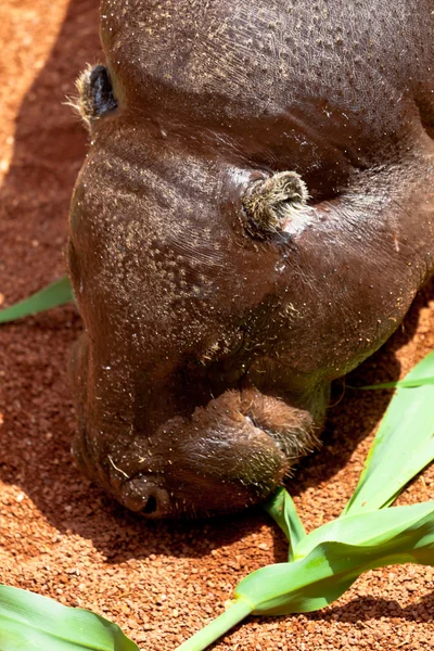 Nilpferdschweinchen, Hexaprotodon liberiensis — Stockfoto