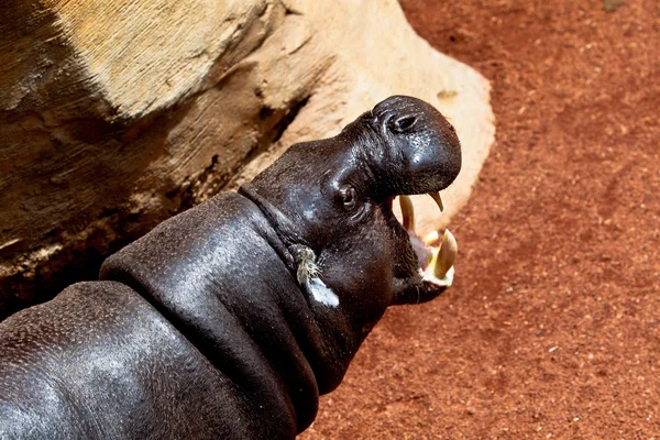 Hippopotamus pigmy, Hexaprotodon liberiensis - Stock-foto
