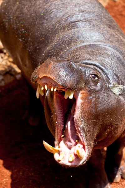 Hippopotamus pigmy, papracidon libersis — стоковое фото