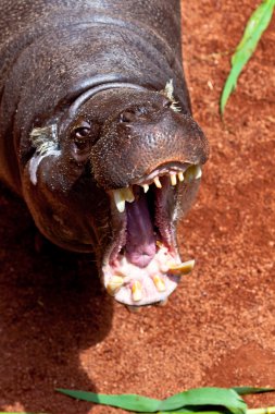 pigmeo de hipopótamo, hexaprotodon liberiensis