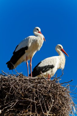 White stork clipart