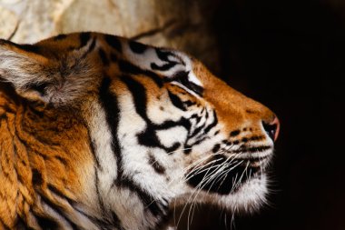 Bengal tiger clipart