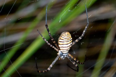 Örümcek, Argiope bruennichi