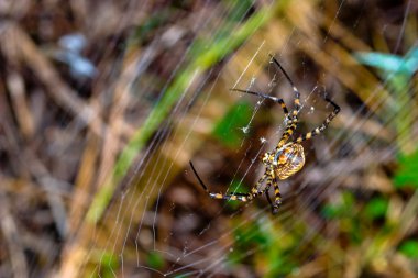 Örümcek, Argiope bruennichi