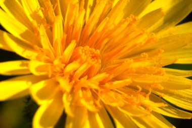 Çiçek ( taraxacum vulgare )