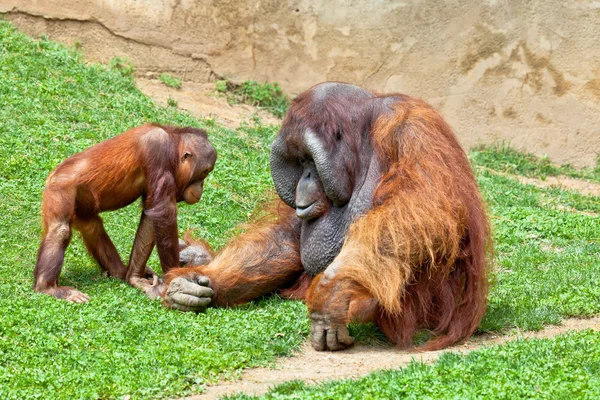 Orangutan of Borneo, Pongo Pygmaeus — Stock Photo, Image