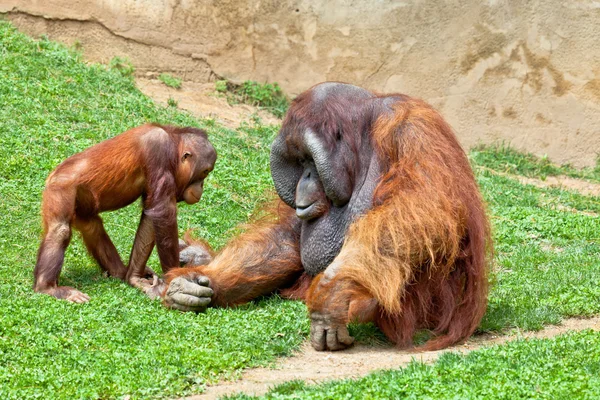 Orangután de Borneo, Pongo Pigmeo — Foto de Stock