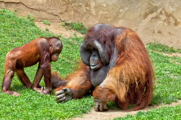 红毛猩猩的婆罗洲，庞戈 pygmaeus — 图库照片