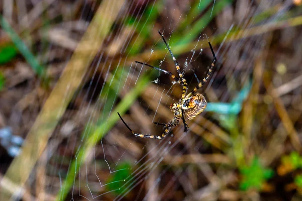 Örümcek, Argiope bruennichi — Stok fotoğraf