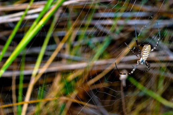 Pók, argiope bruennichi — Stock Fotó