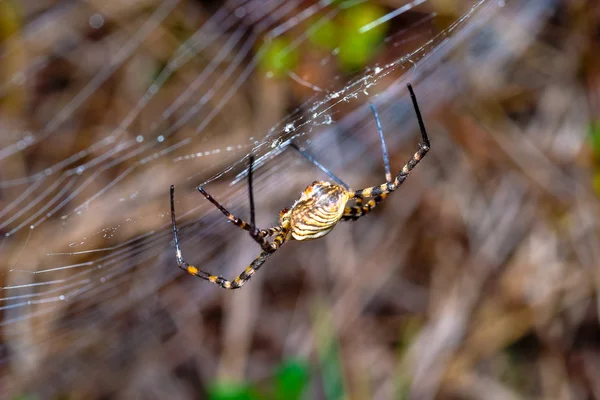 Pavouk křižák pruhovaný — Stock fotografie