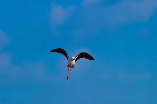 검은 날개 수상 — 스톡 사진