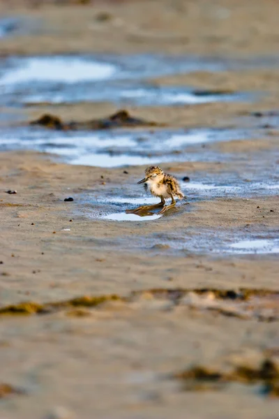 stock image Black-Winged Stilt