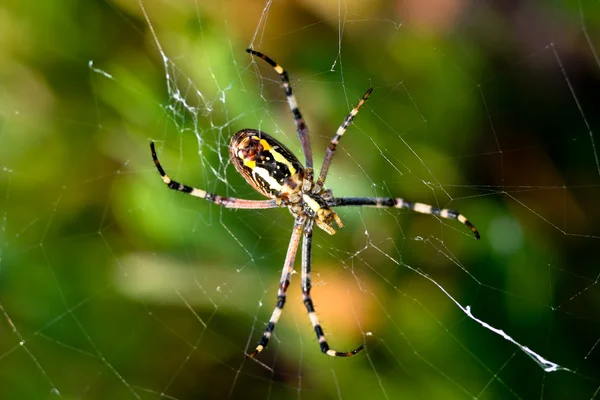 Паук, Argiope bruennichi — стоковое фото