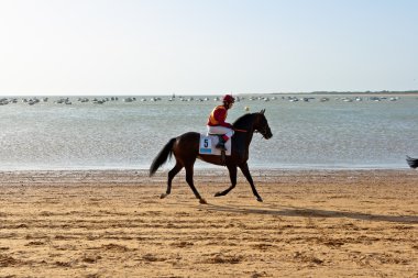 at yarışı sanlucar barrameda, İspanya, Ağustos 2011 tarihinde