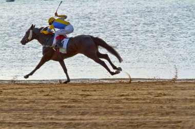 at yarışı sanlucar barrameda, İspanya, Ağustos 2011 tarihinde