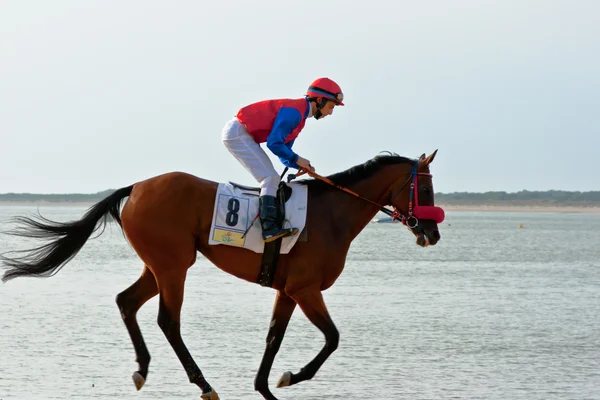 stock image Horse race on Sanlucar of Barrameda, Spain, August 2011